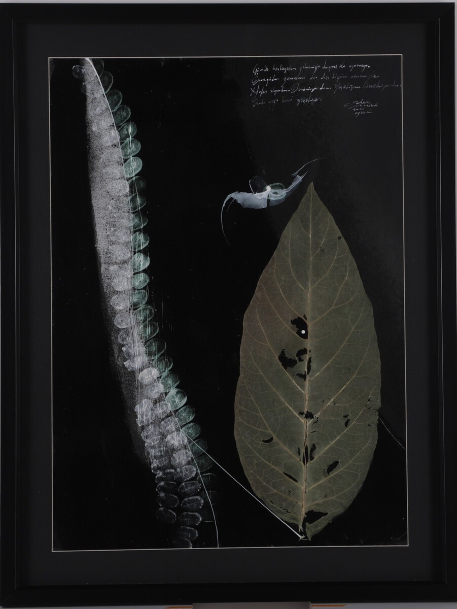 Yaşam Üstüne Özel Sohpetler