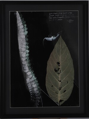 Yaşam Üstüne Özel Sohpetl